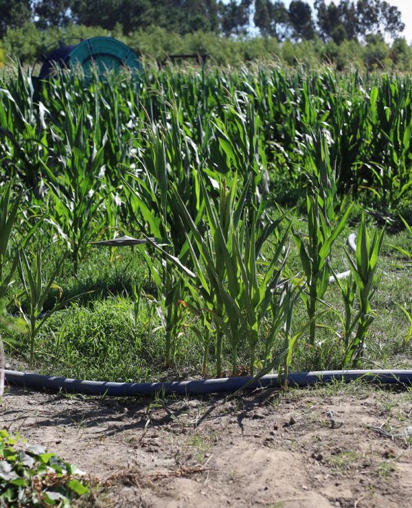 agroflat h - Image 4